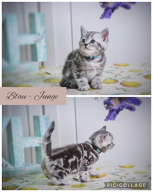Noch 1 BKH-Junge im Whiskas-Look (Black-Silver-Tabby-Classic) abzugeben Bild 6