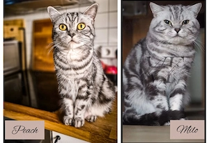 Noch 1 BKH-Junge im Whiskas-Look (Black-Silver-Tabby-Classic) abzugeben Bild 10