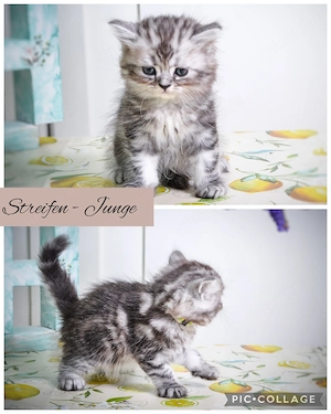 Noch 1 BKH-Junge im Whiskas-Look (Black-Silver-Tabby-Classic) abzugeben Bild 7