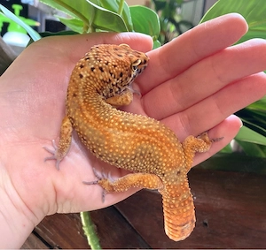 Clown Electric p.h Tremper Leopardgecko Männchen