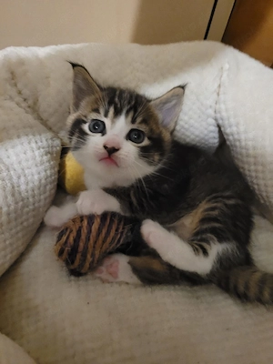 baby katzen 