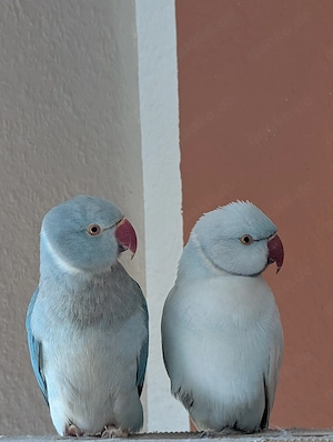 Zahme Halsbandsittiche suchen gemeinsam ein Zuhause 