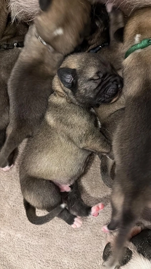 kangal welpen suchen ein zu hause