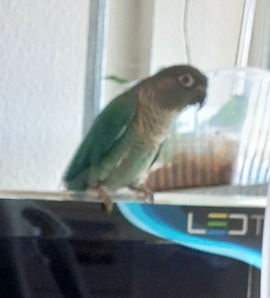 Wellensittiche zahm 8 Monate alt Molinasittich Bild 2