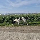 Lili 56 cm   die Liebenswerte [auf Pflegestelle in 71139  Ehningen]