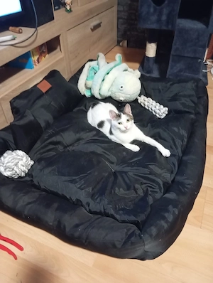 Smuki katzen dame 2 Jahre alt 