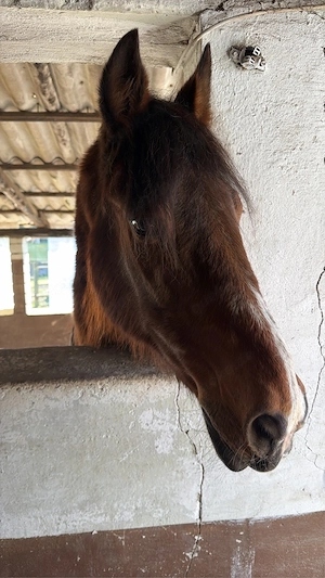 opi sucht neues zu hause 