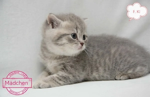 Bkh Blh reinrassige Kitten 