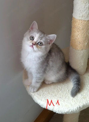 Noch 2 BKH Kitten ab Ende April, Kaufvertrag, evtl Impfpass, Papa mit Stammbaum 