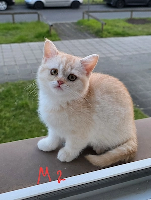 Noch 2 BKH Kitten ab Ende April, Kaufvertrag, evtl Impfpass, Papa mit Stammbaum 