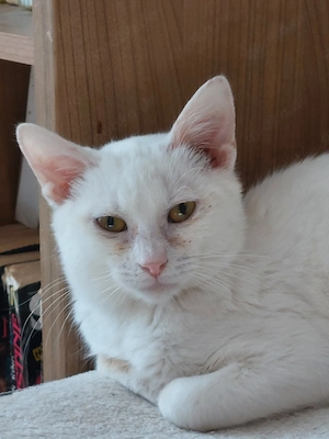 Jerry Schneeweißer Kater sucht ruhige Familie