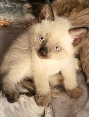 Sibirische Neva Masquarade Kitten