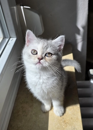 Noch 2 BKH Kitten ab Ende April, Kaufvertrag, evtl Impfpass, Papa mit Stammbaum 