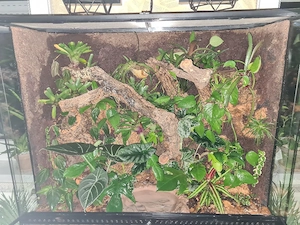 Korallenfingerlaubfrosch