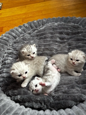 BKH Kitten ab Juli abzugeben