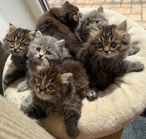     Extrem verschmuste BKH BLH Kitten   liebevoll aufgezogen 