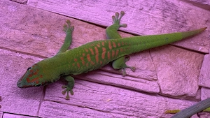 Madagaskar Taggecko Männlich 