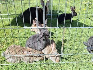 12 wochen alte Kaninchen männlich 