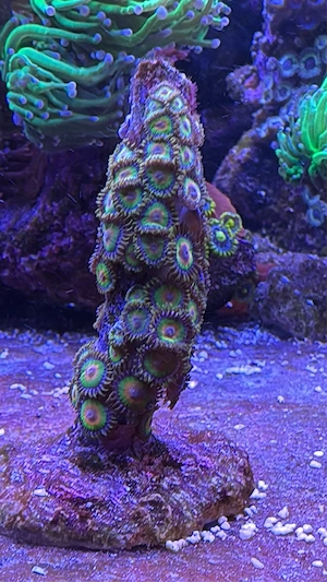 Meerwasser- Ableger Rasta Zoa