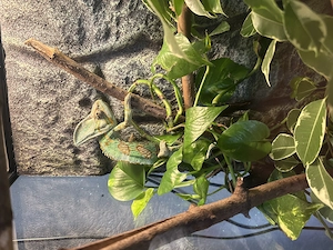 Jemenchamäleon ohne Terrarium