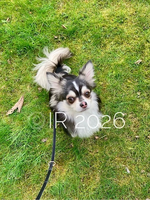 Chihuahua Rüde Husky