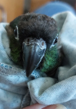 Wellensittiche zahm 8 Monate alt Molinasittich Bild 3