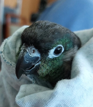 Wellensittiche zahm 8 Monate alt Molinasittich