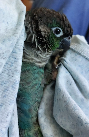 Wellensittiche zahm 8 Monate alt Molinasittich Bild 4