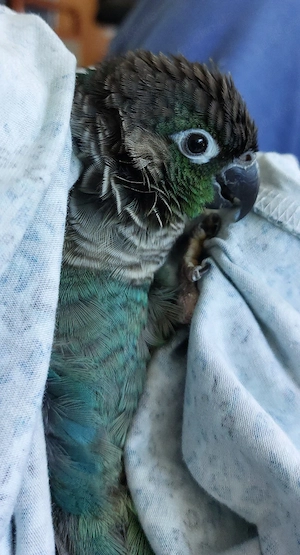 Wellensittiche zahm 8 Monate alt Molinasittich Bild 5