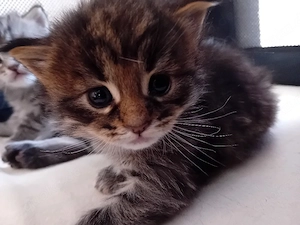 Maine Coon XL Kitten Grosse Jungs