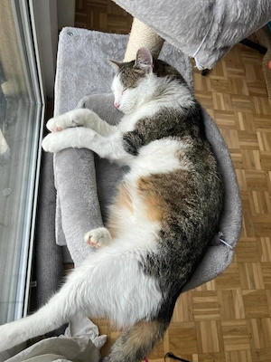 Jonny Stattlicher Kater sucht tolle Familie (Freigänger)