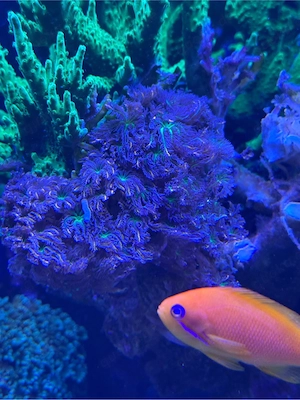 Meerwasser-Ableger Clavularia tricolor