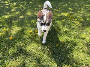 süsser  kleiner pomsky welpe 