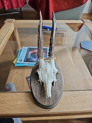 Alte Rehbock-Trophäe von 1968 mit Unterkiefer auf Holzschild