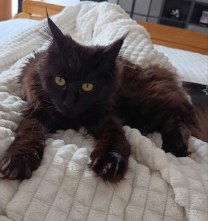 Wunderschöne Main Coon Katze Anni sucht ein liebevolles Zuhause 