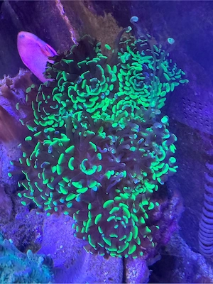 Meerwasser Ableger Euphilia