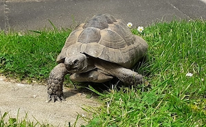 Maurische Landschildkröte Nachzucht 2007