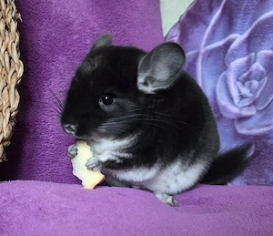 BLACK PEARL +extrem selten+ wunderschönes handzahmes Chinchilla Baby Mädchen 