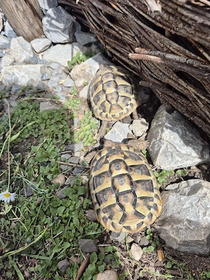 Gr. Landschildkröten abzugeben
