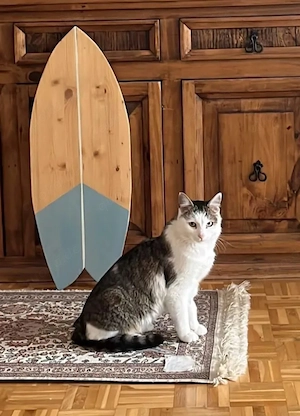 Jonny Stattlicher Kater sucht tolle Familie (Freigänger)