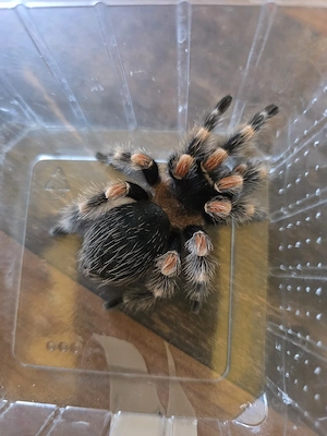 Verschiedene Vogelspinnen 