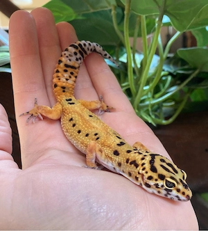 Afghan Tangerine Clown cross p.h Raptor Leopardgecko Weibchen