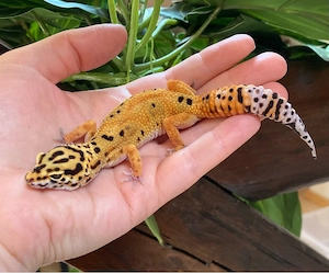 Afghan Tangerine Clown cross p.h Raptor Leopardgecko Weibchen