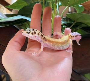 W&Y Bold Stripe het. Raptor Leopardgecko Weibchen