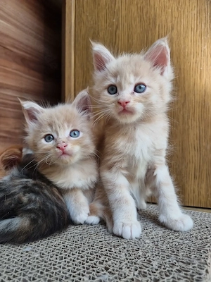 XXL Maine Coon Kitten Reinrassig