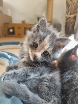 Reinrassige Maine Coon Kitten XXL 