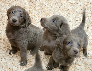 Weimaraner Langhaar Welpen