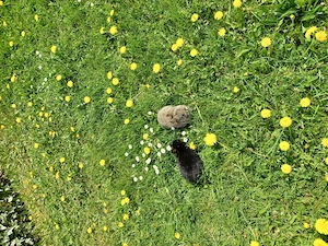 Baby Zwergkaninchen Kastriertes Männchen und Weibchen 