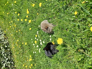 Baby Zwergkaninchen Kastriertes Männchen und Weibchen  Bild 3