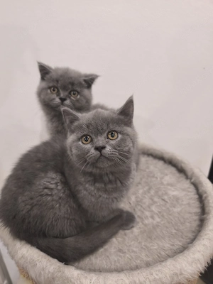 BKH Kitten liebevoll und verspielt 